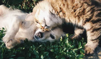 Não quer deixar o pet? Veja como levá-lo no intercâmbio