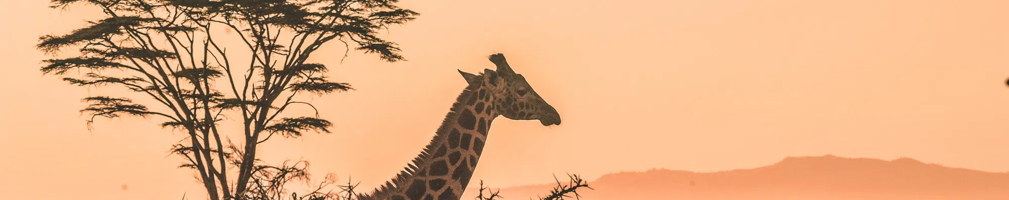 TESTE: Será que você se sai bem neste teste sobre a África?