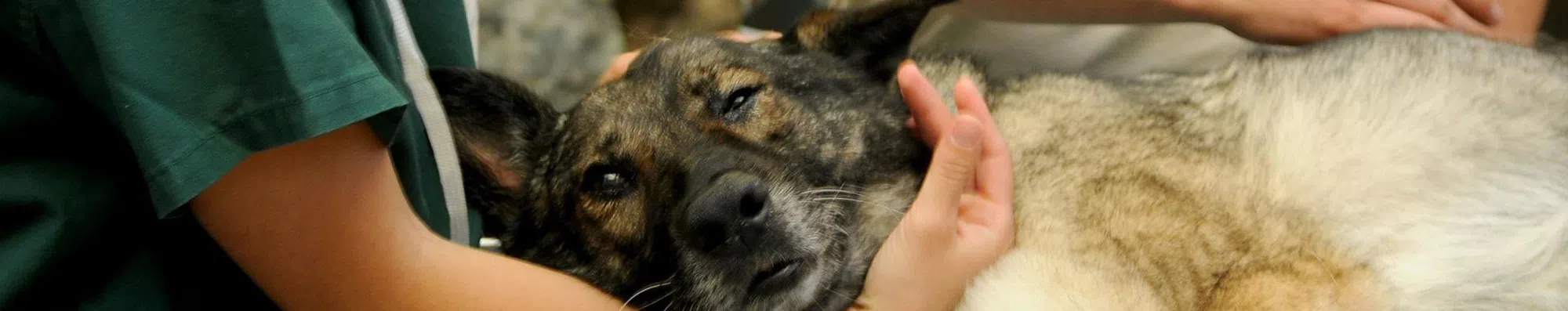 Veterinária nos EUA: melhores faculdades