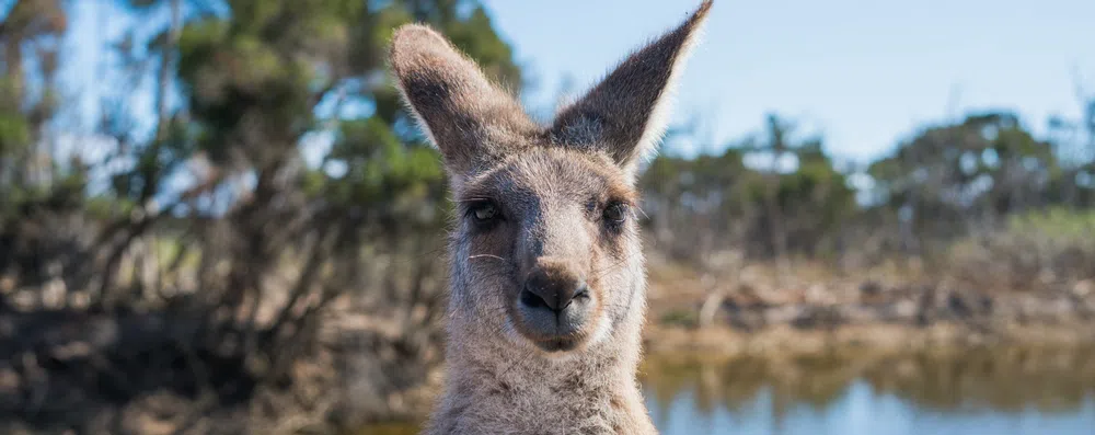9 dicas para viajar sozinho na Austrália