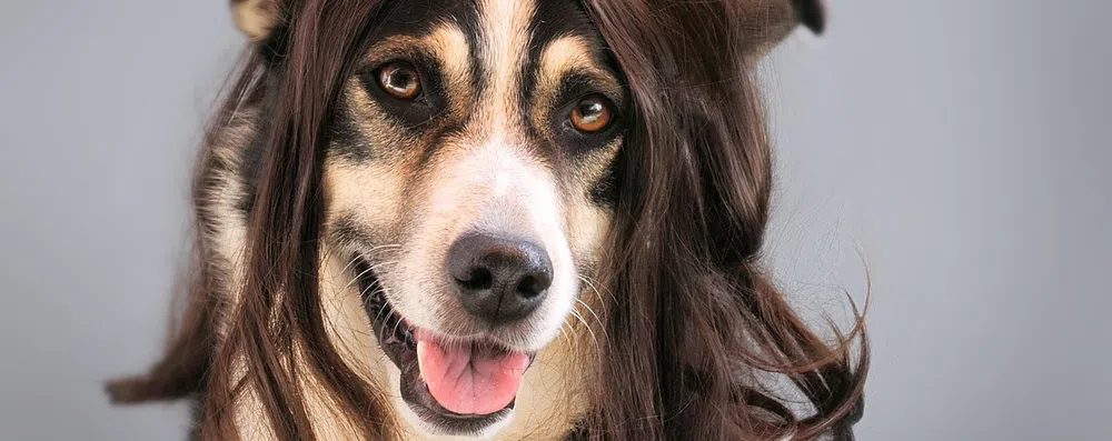Decida entre esses cães de peruca e diremos para onde você vai viajar em 2021