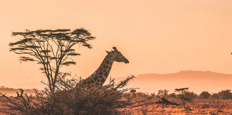 TESTE: Será que você se sai bem neste teste sobre a África?