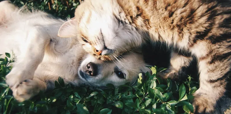 Não quer deixar o pet? Veja como levá-lo no intercâmbio