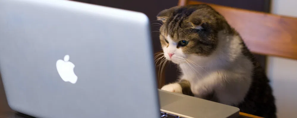 7 empregos inusitados ao redor do mundo