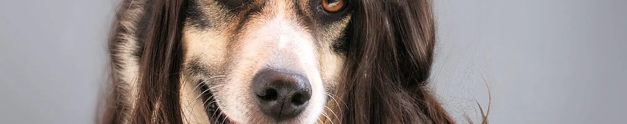 Decida entre esses cães de peruca e diremos para onde você vai viajar em 2021
