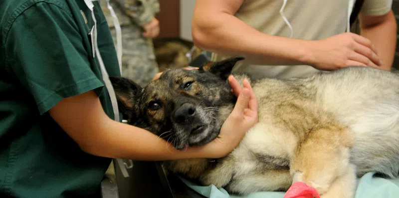 Veterinária nos EUA: melhores faculdades