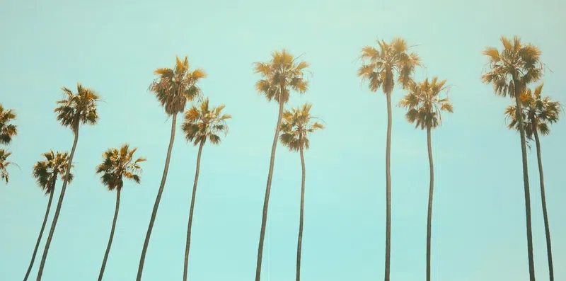 Summer Job na UCLA: estágio de pesquisa nos EUA com tudo incluso