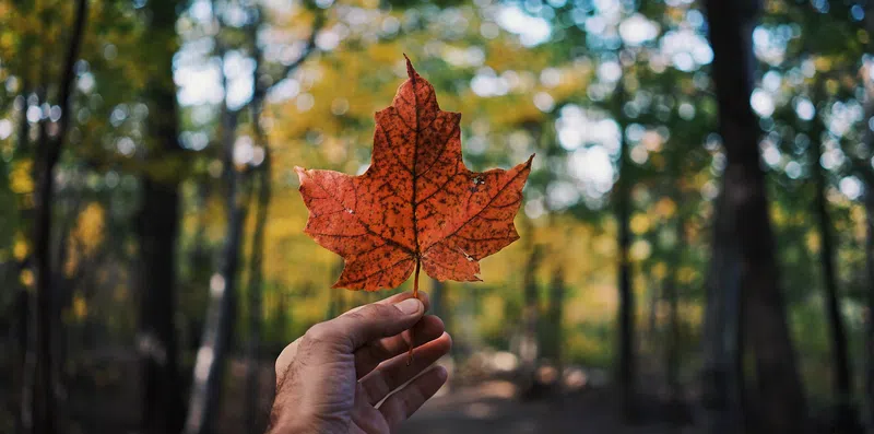 Guia: como fazer doutorado no Canadá?
