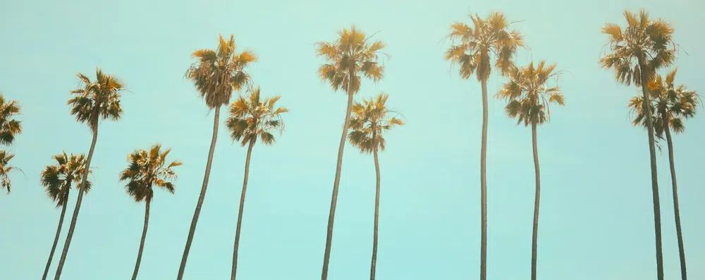 Summer Job na UCLA: estágio de pesquisa nos EUA com tudo incluso