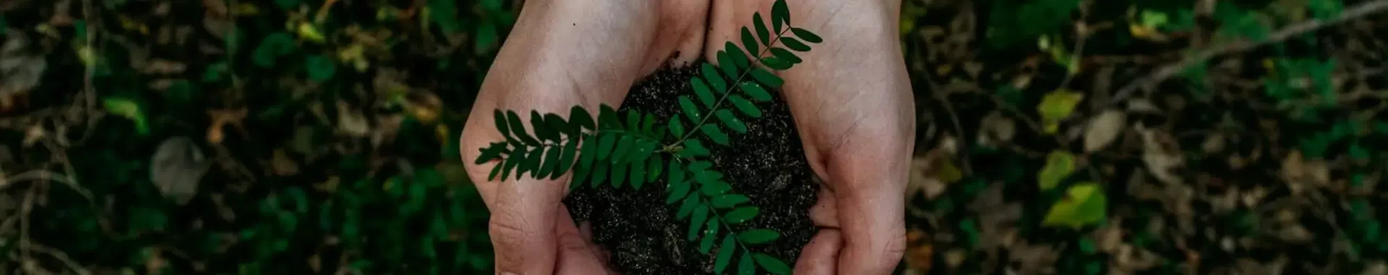 Como estudar sustentabilidade no exterior