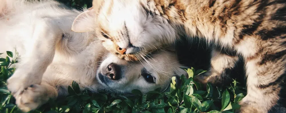 Não quer deixar o pet? Veja como levá-lo no intercâmbio