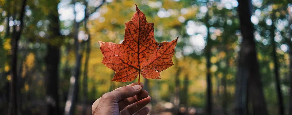Guia: como fazer doutorado no Canadá?