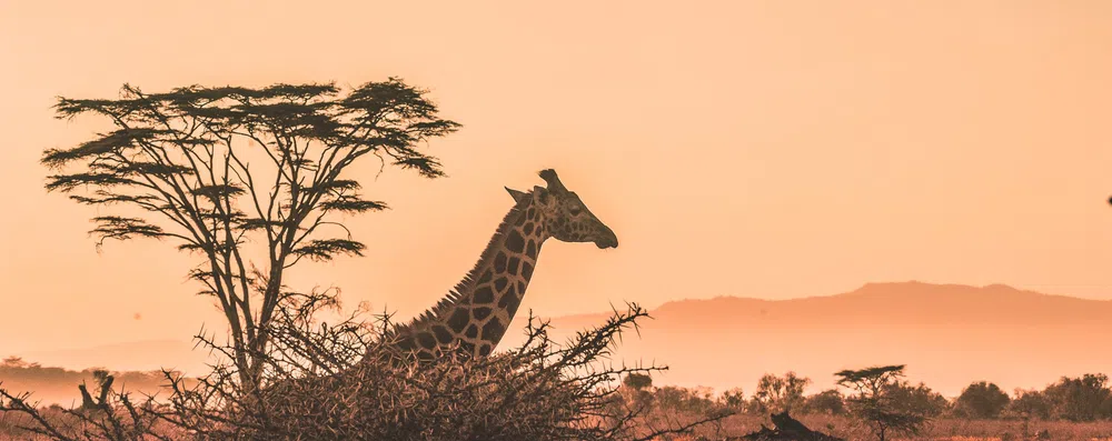 TESTE: Será que você se sai bem neste teste sobre a África?