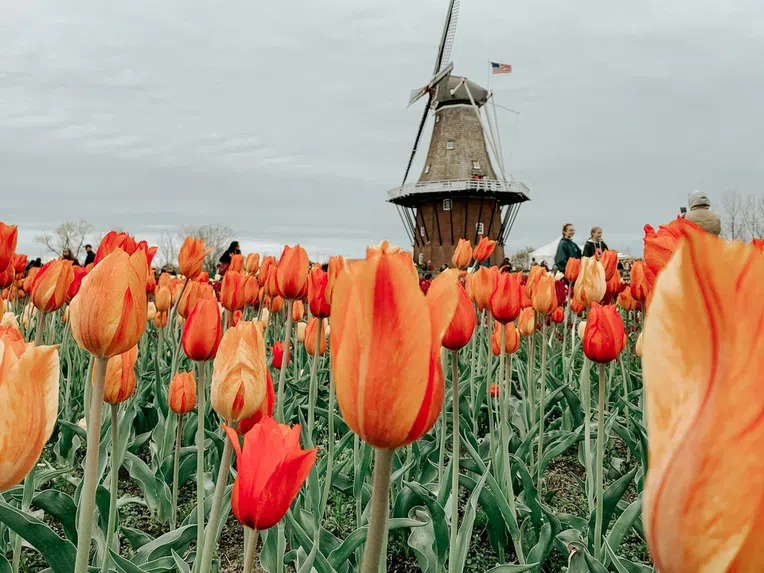 Campo de flores na Holanda