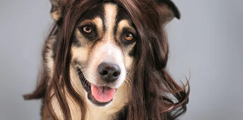Decida entre esses cães de peruca e diremos para onde você vai viajar em 2021