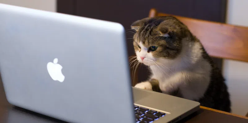 7 empregos inusitados ao redor do mundo