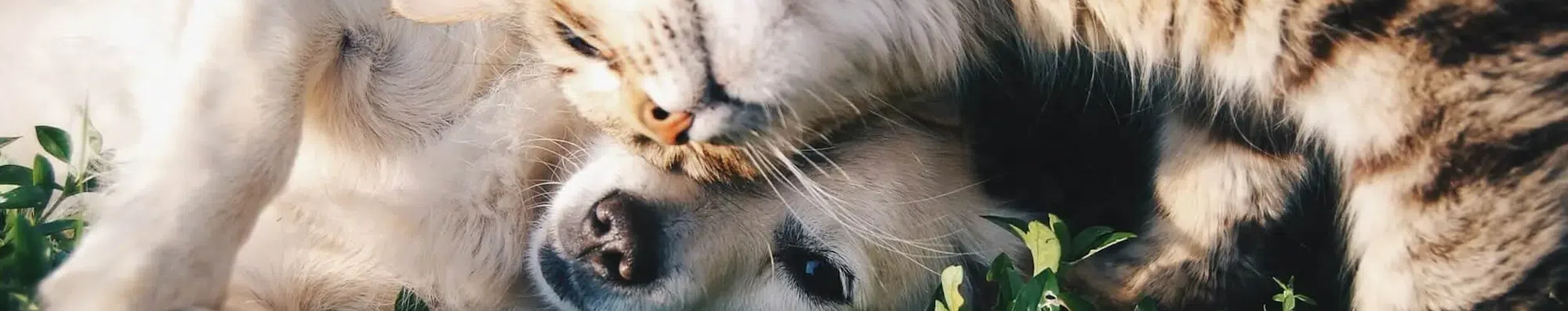 Não quer deixar o pet? Veja como levá-lo no intercâmbio