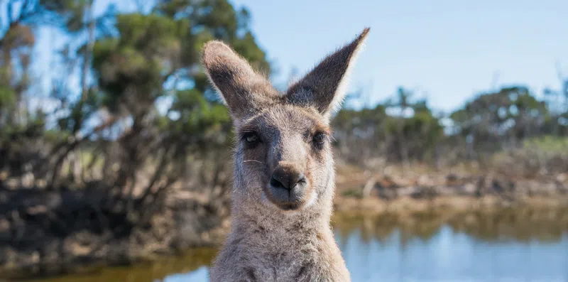 9 dicas para viajar sozinho na Austrália