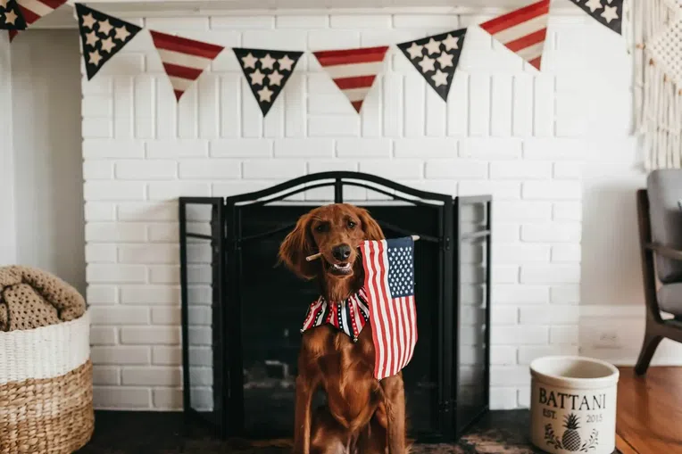 Foto de cachorro fantasiado 4 de julho
